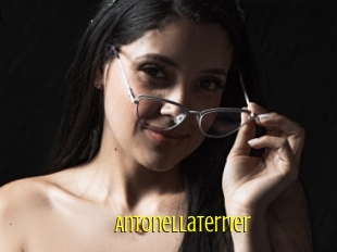 Antonellaterrier